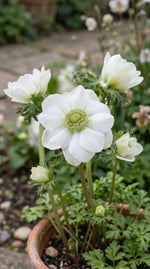 Anemone 'The Bride' (Garden anemone) - Harding & Bloom