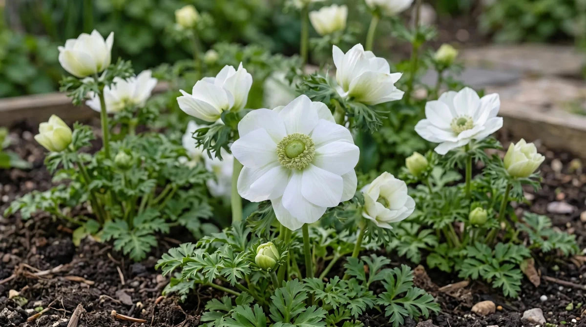 Anemone 'The Bride' (Garden anemone) - Harding & Bloom