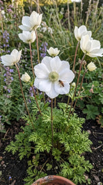 Anemone 'The Bride' (Garden anemone) - Harding & Bloom