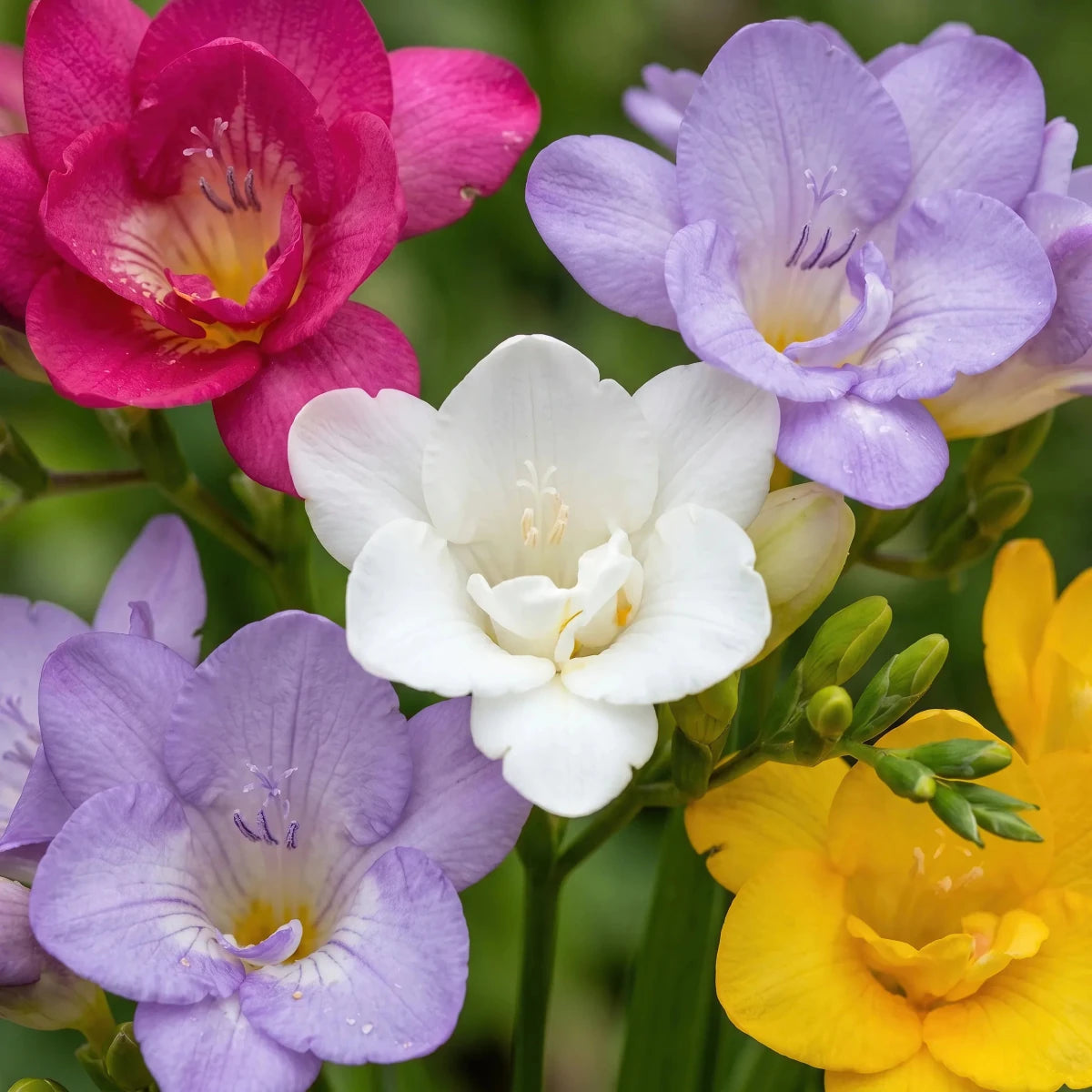 Freesia 'Double Mixed' - Harding & Bloom