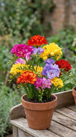 Freesia 'Double Mixed' - Harding & Bloom