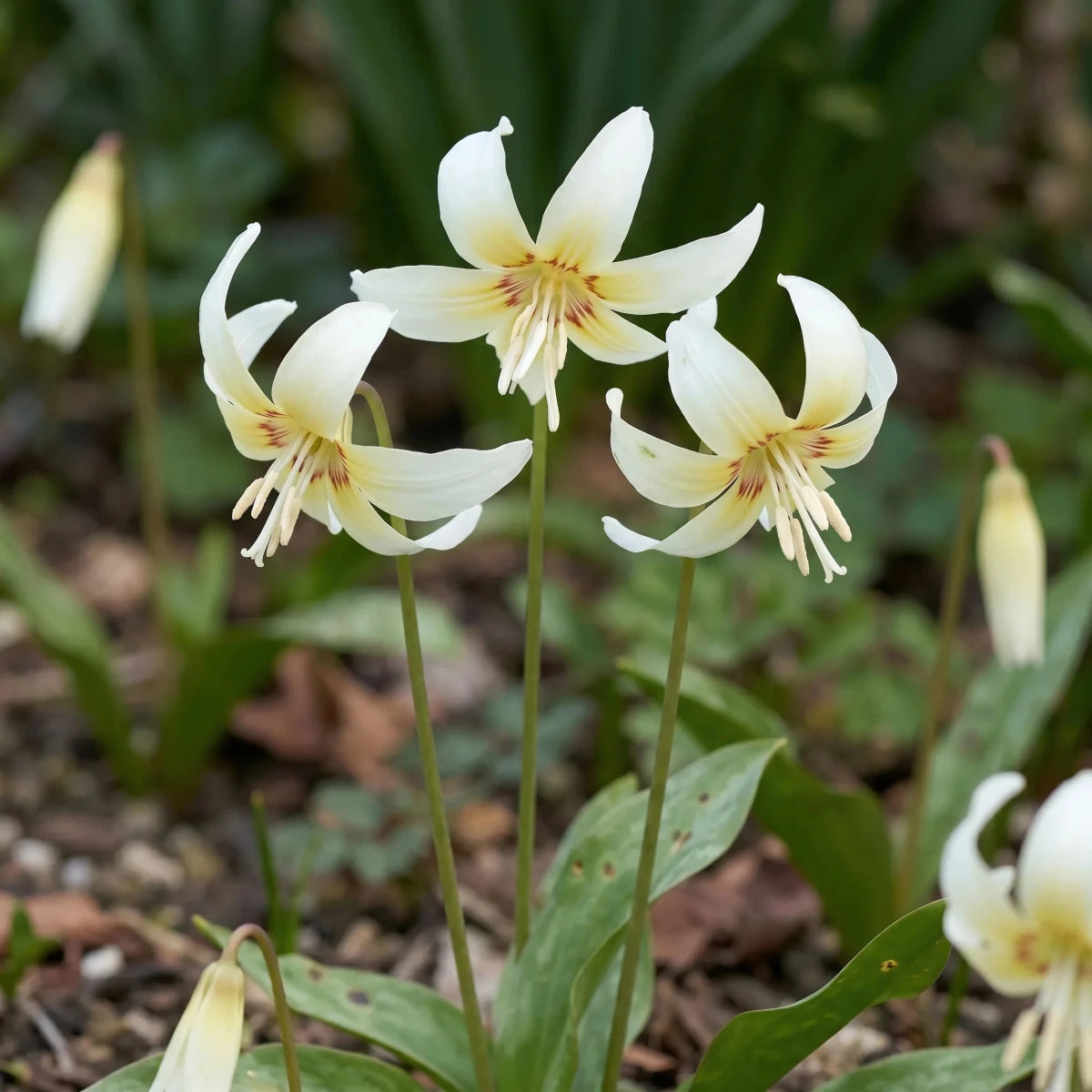 Erythronium 'White Beauty' (fawn lily) - Harding & Bloom