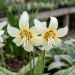 Erythronium 'White Beauty' (fawn lily) - Harding & Bloom