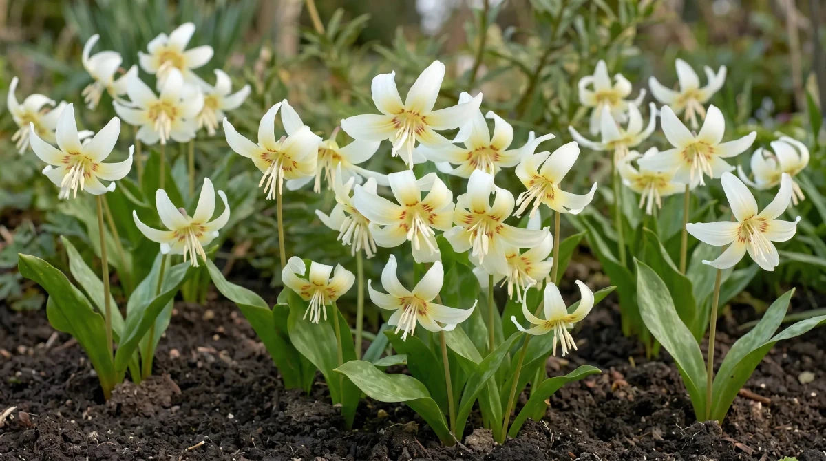 Erythronium 'White Beauty' (fawn lily) - Harding & Bloom