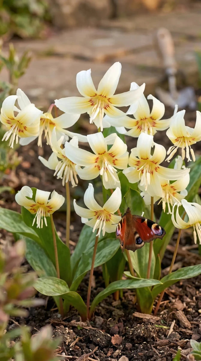 Erythronium 'White Beauty' (fawn lily) - Harding & Bloom