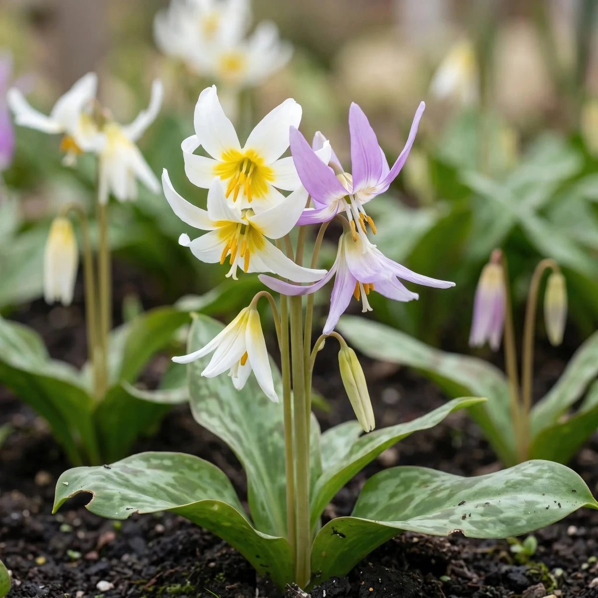 Erythronium 'D.C. Mixed' - Harding & Bloom