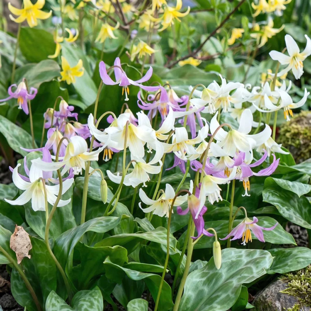 Erythronium 'D.C. Mixed' - Harding & Bloom