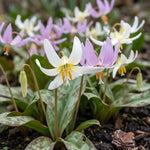 Erythronium 'D.C. Mixed' - Harding & Bloom
