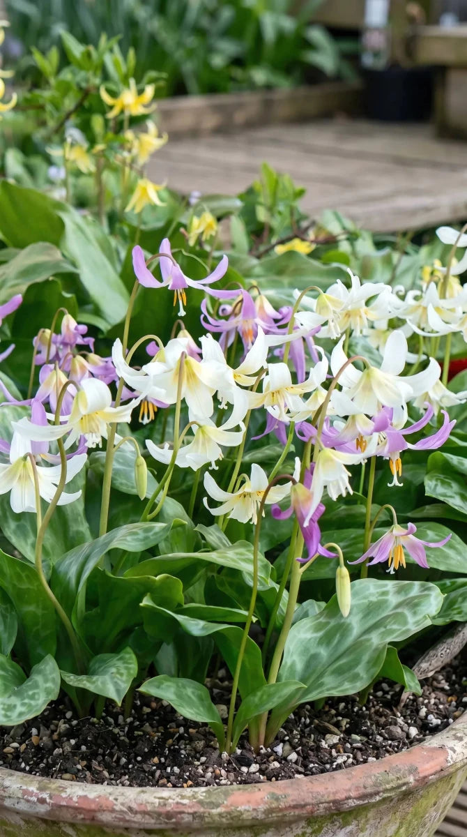 Erythronium 'D.C. Mixed' - Harding & Bloom