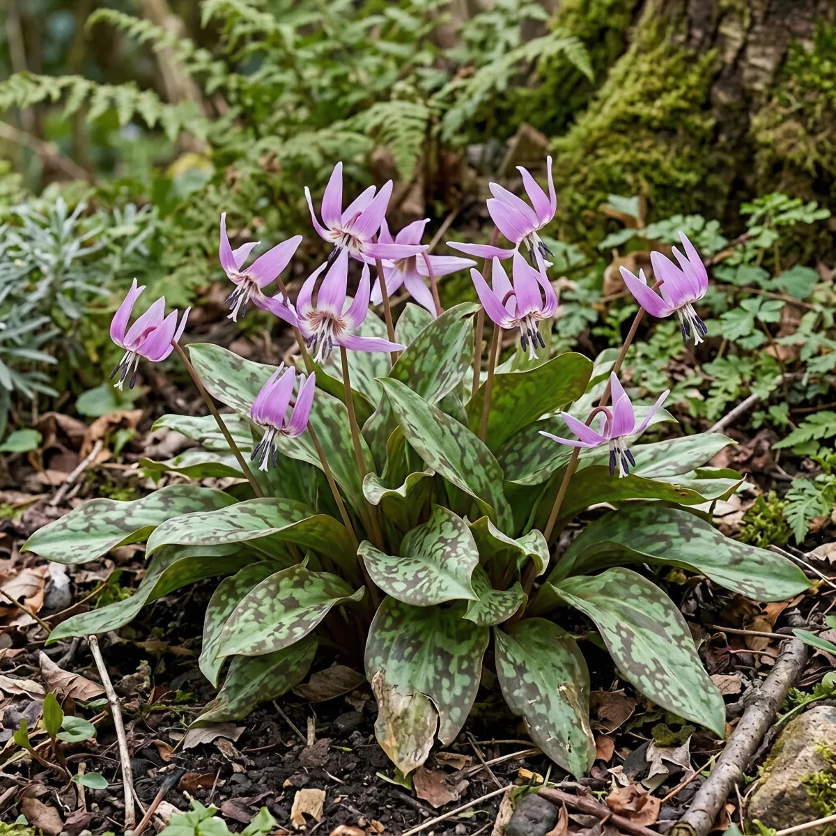 Erythronium 'Purple King' - Harding & Bloom