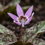Erythronium 'Purple King' - Harding & Bloom