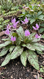 Erythronium 'Purple King' - Harding & Bloom