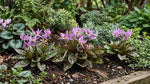 Erythronium 'Purple King' - Harding & Bloom