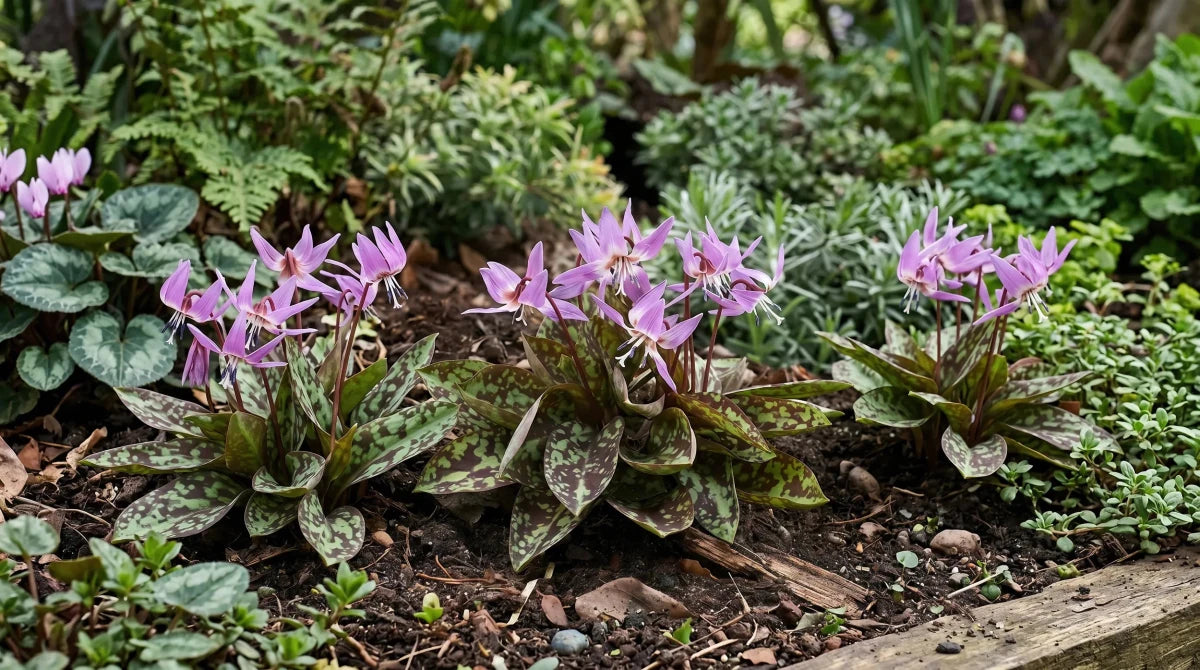 Erythronium 'Purple King' - Harding & Bloom