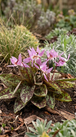 Erythronium 'Purple King' - Harding & Bloom