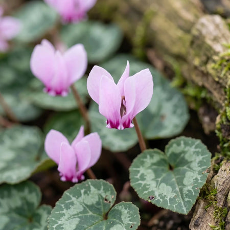 Cyclamen 'hederifolium' (ivy-leaved cyclamen) - Harding & Bloom
