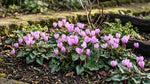 Cyclamen 'hederifolium' (ivy-leaved cyclamen) - Harding & Bloom