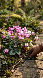 Cyclamen 'hederifolium' (ivy-leaved cyclamen) - Harding & Bloom