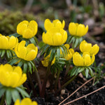 Eranthis 'Cilicica Group' (Winter aconite) - Harding & Bloom
