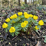 Eranthis 'Cilicica Group' (Winter aconite) - Harding & Bloom
