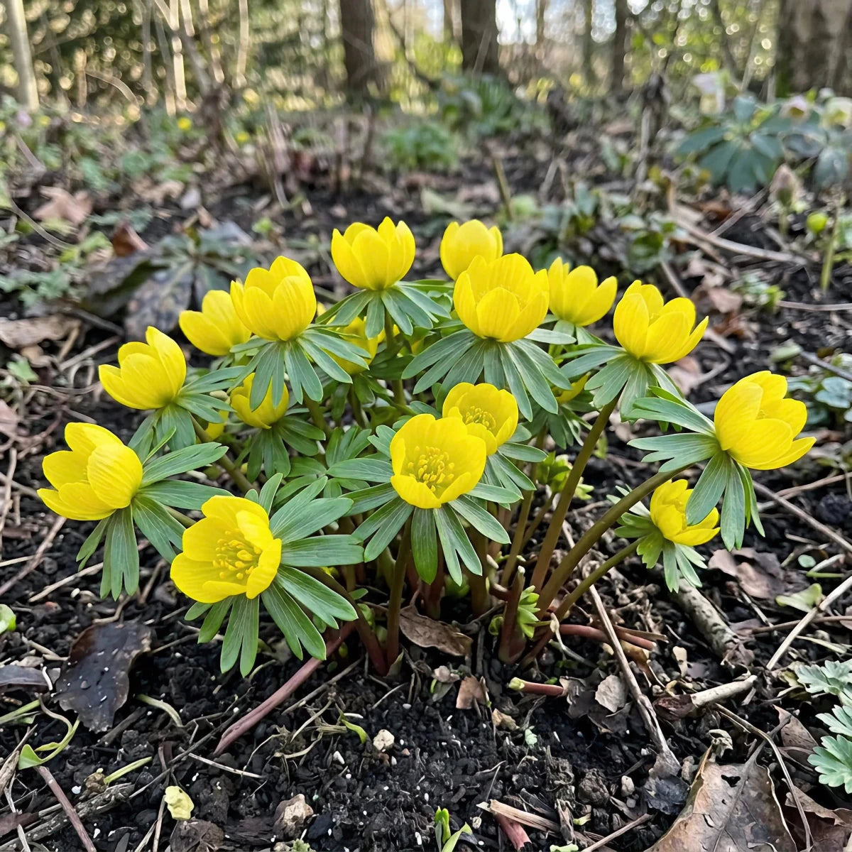 Eranthis 'Cilicica Group' (Winter aconite) - Harding & Bloom