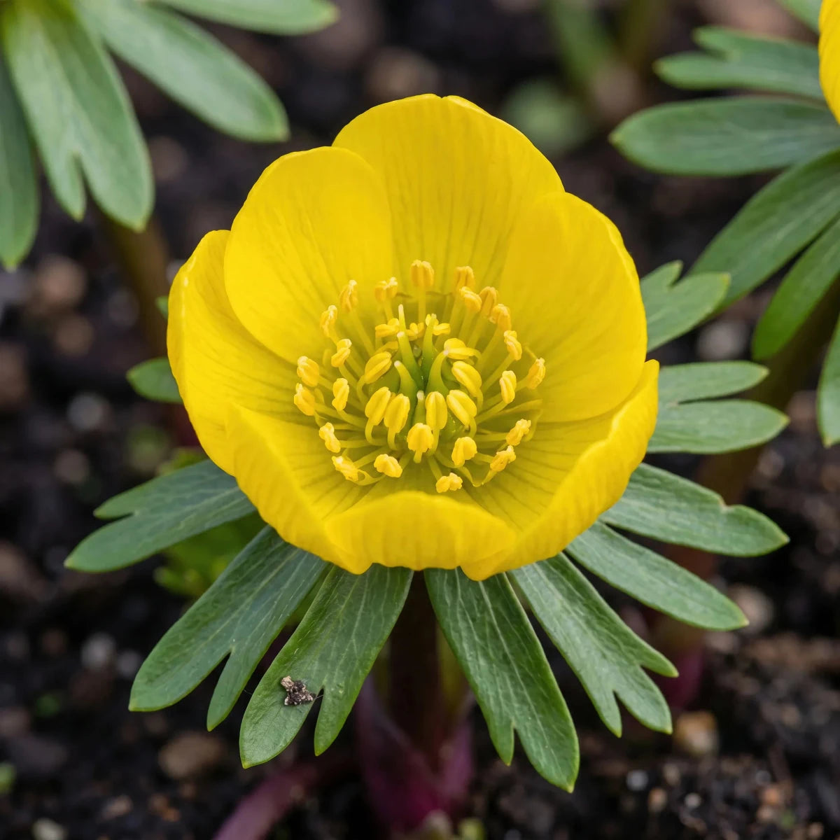 Eranthis 'Cilicica Group' (Winter aconite) - Harding & Bloom
