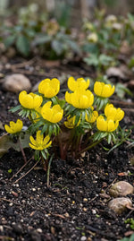 Eranthis 'Cilicica Group' (Winter aconite) - Harding & Bloom