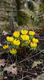 Eranthis 'Cilicica Group' (Winter aconite) - Harding & Bloom