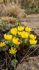 Eranthis 'Cilicica Group' (Winter aconite) - Harding & Bloom
