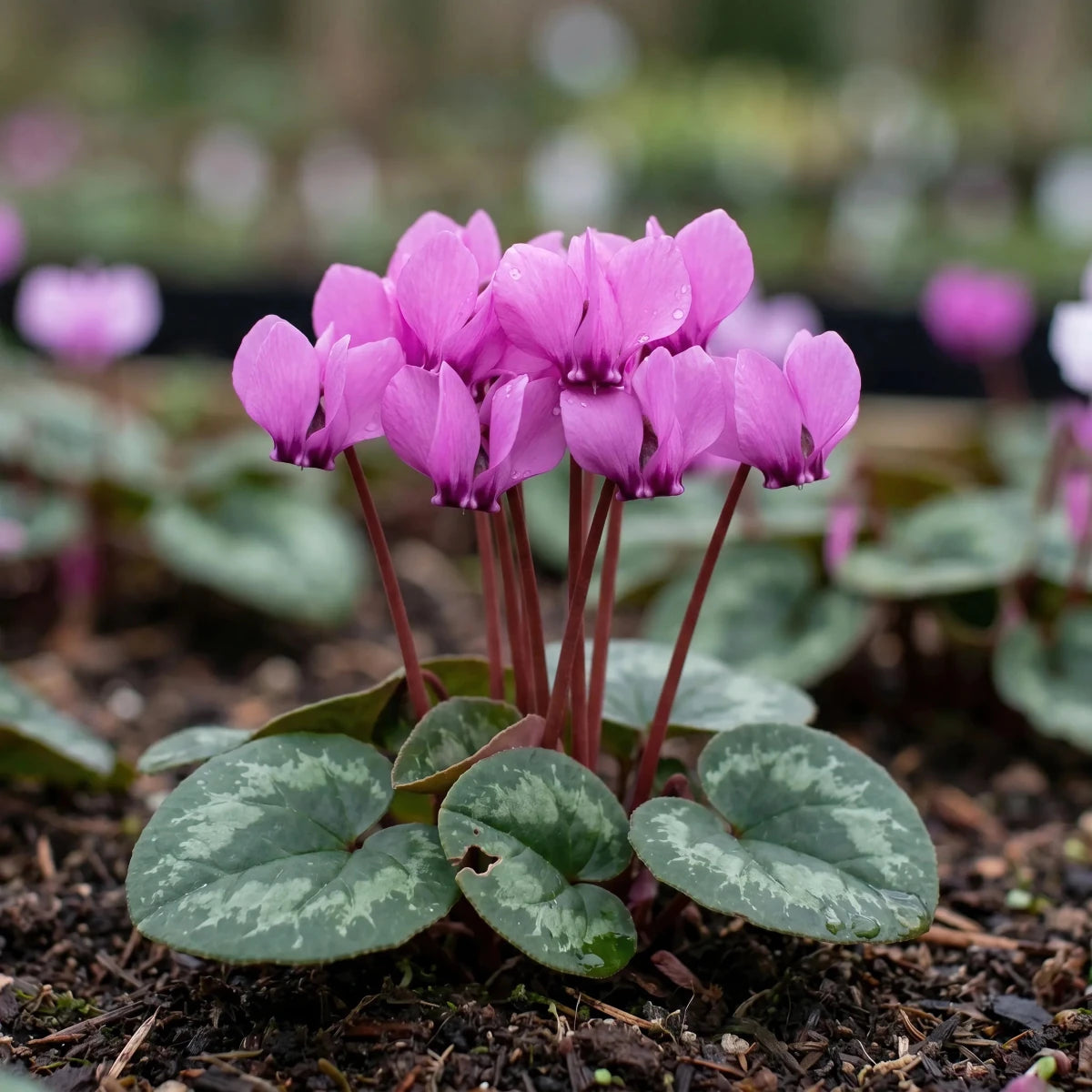 Cyclamen 'coum' (eastern cyclamen) - Harding & Bloom
