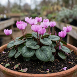 Cyclamen 'coum' (eastern cyclamen) - Harding & Bloom
