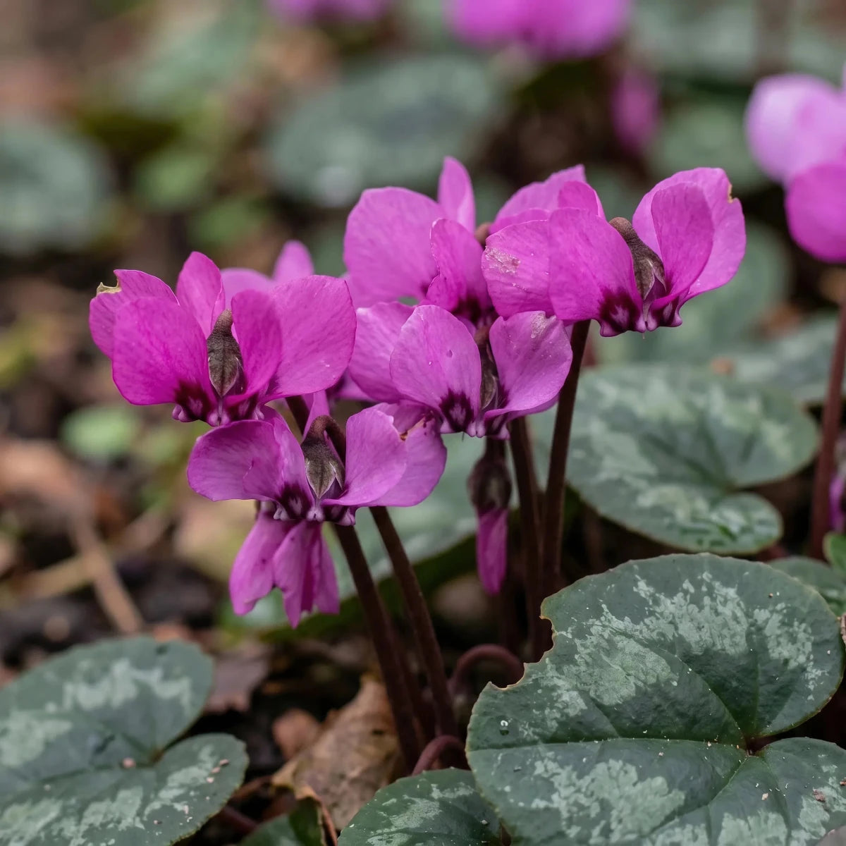 Cyclamen 'coum' (eastern cyclamen) - Harding & Bloom