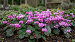 Cyclamen 'coum' (eastern cyclamen) - Harding & Bloom