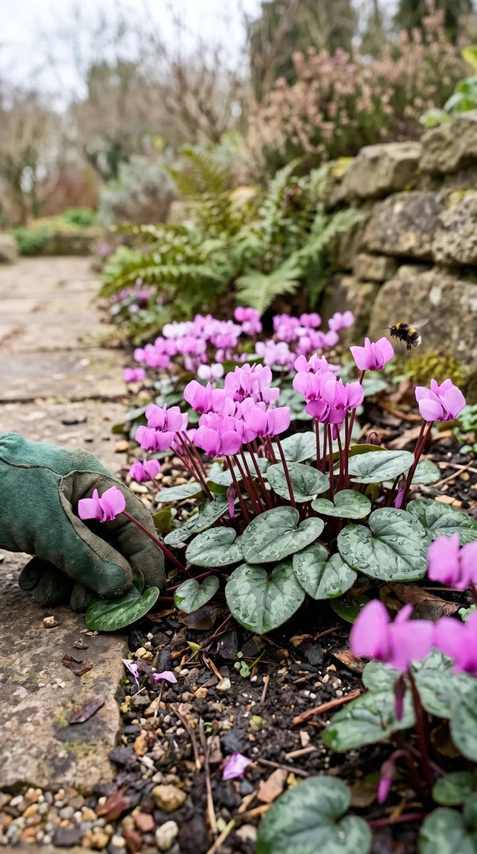 Cyclamen 'coum' (eastern cyclamen) - Harding & Bloom