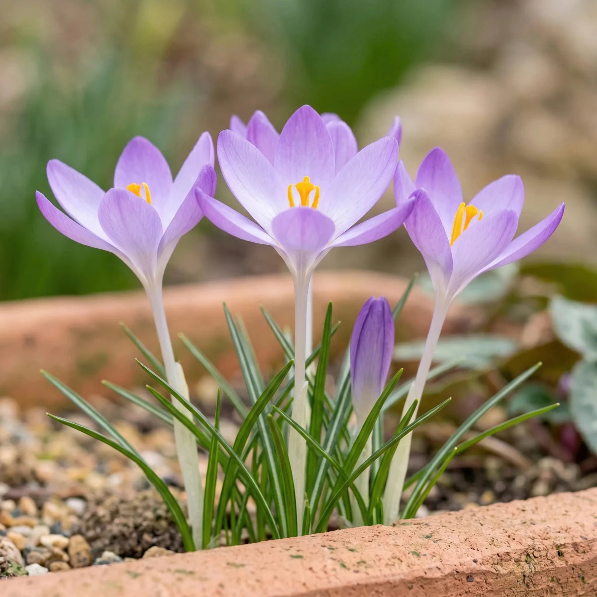 Crocus 'Tommasinianus' - Harding & Bloom