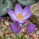 Crocus 'Tommasinianus' - Harding & Bloom