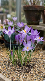 Crocus 'Tommasinianus' - Harding & Bloom