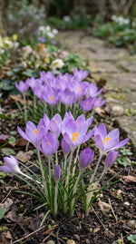 Crocus 'Tommasinianus' - Harding & Bloom