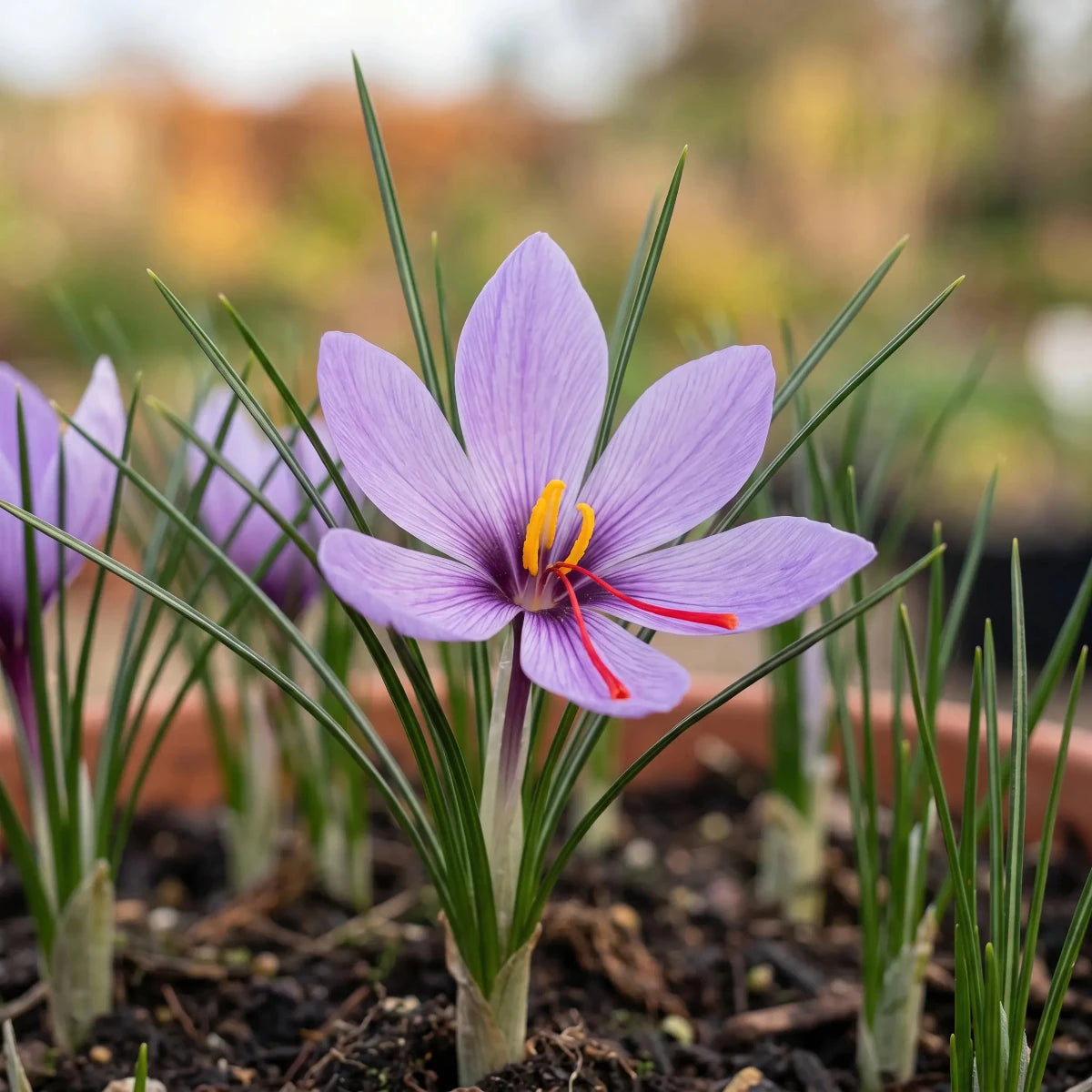 Crocus 'Sativus' (saffron crocus) - Harding & Bloom