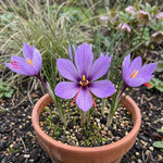 Crocus 'Sativus' (saffron crocus) - Harding & Bloom