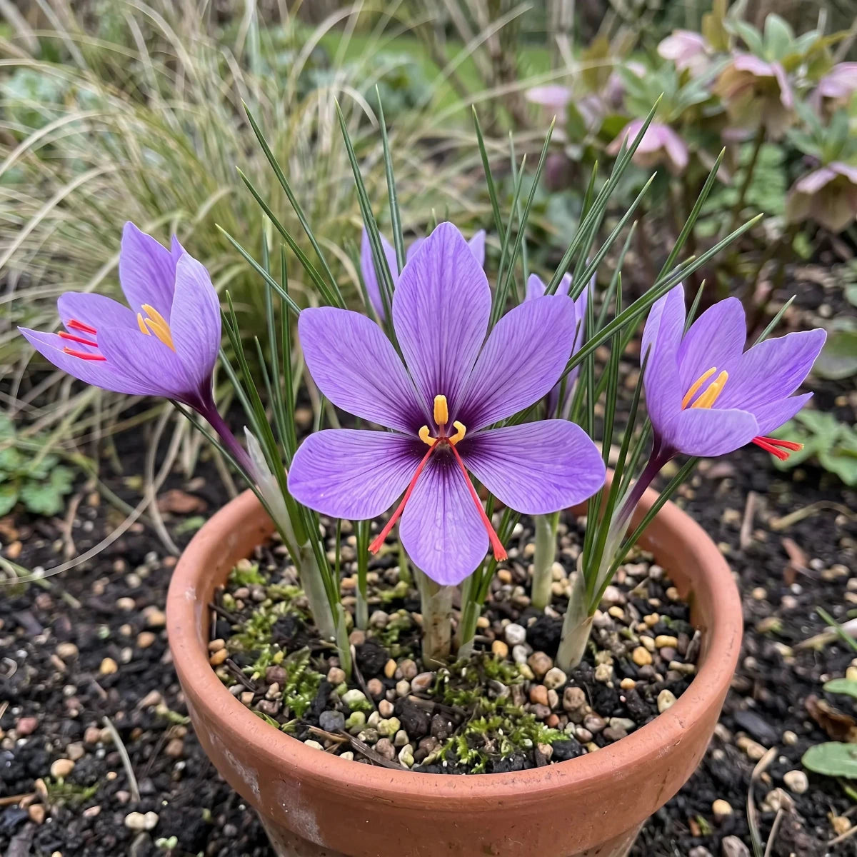 Crocus 'Sativus' (saffron crocus) - Harding & Bloom