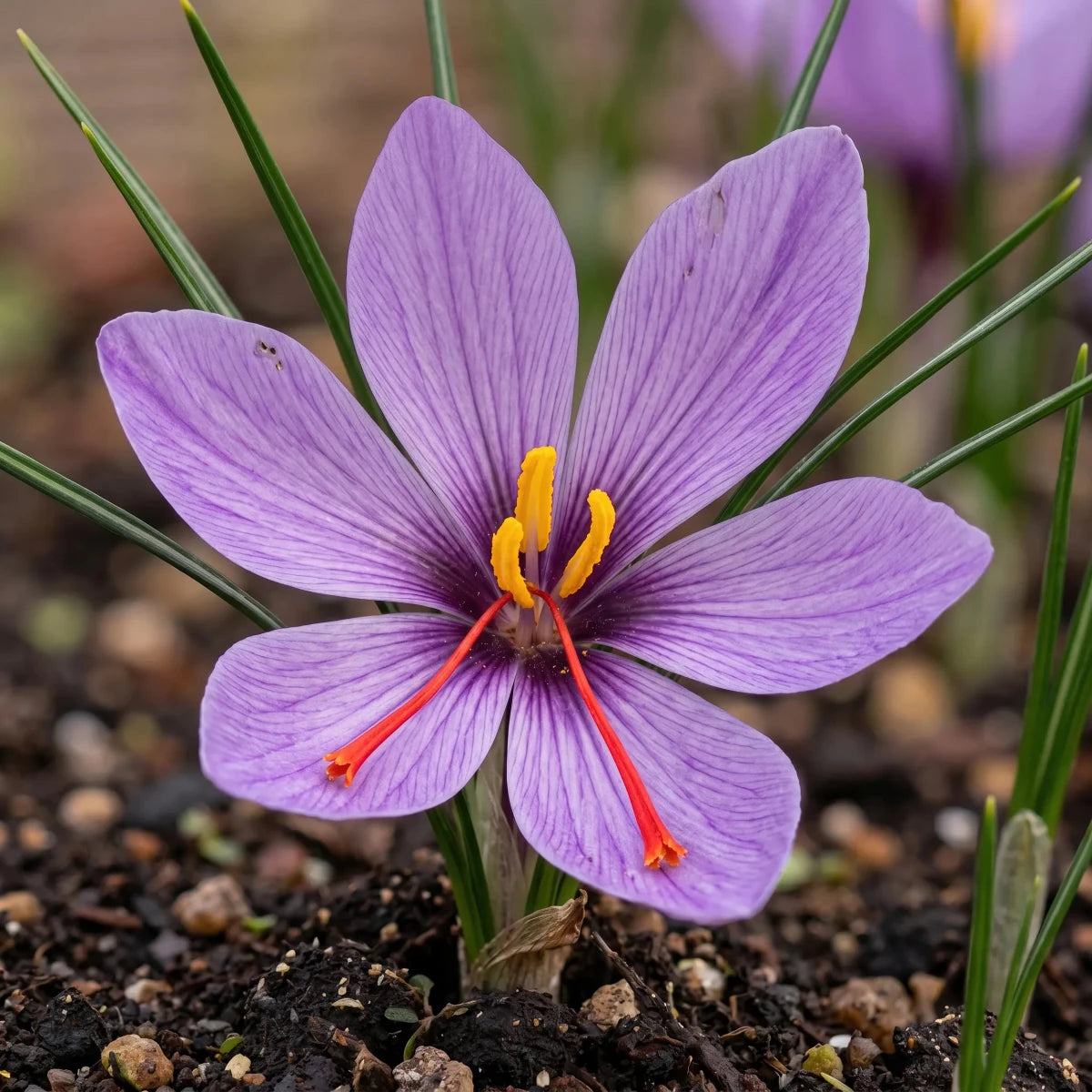 Crocus 'Sativus' (saffron crocus) - Harding & Bloom