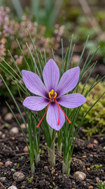 Crocus 'Sativus' (saffron crocus) - Harding & Bloom