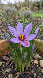 Crocus 'Sativus' (saffron crocus) - Harding & Bloom