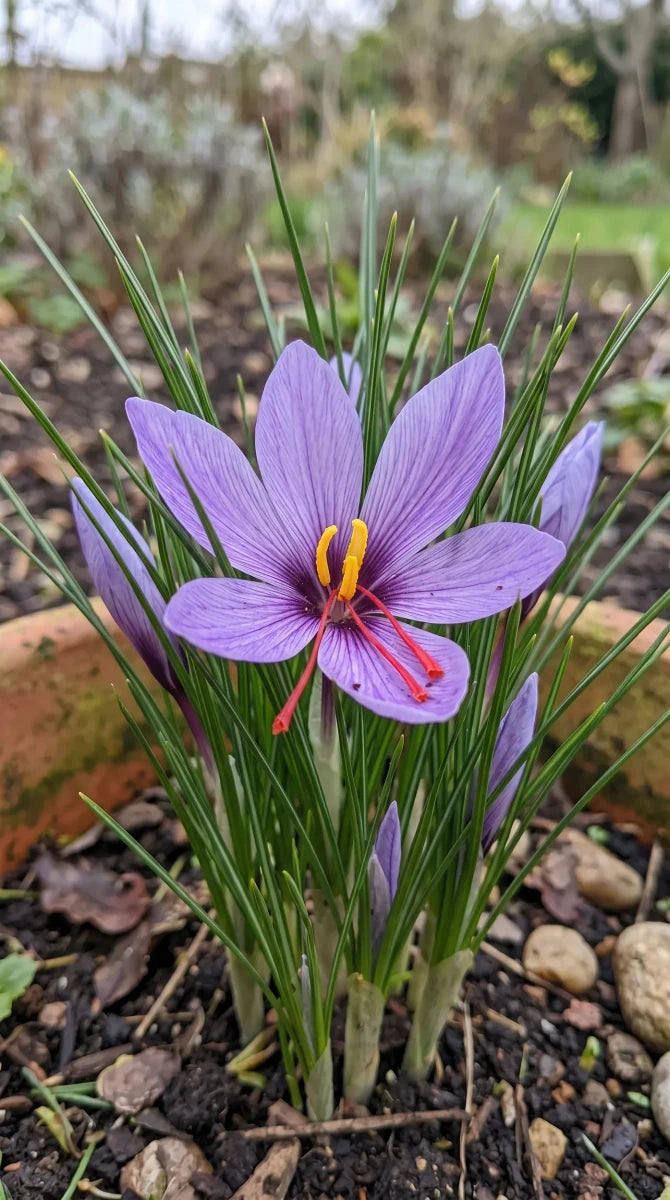 Crocus 'Sativus' (saffron crocus) - Harding & Bloom