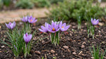 Crocus 'Sativus' (saffron crocus) - Harding & Bloom