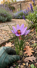 Crocus 'Sativus' (saffron crocus) - Harding & Bloom