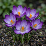 Crocus 'Ruby Giant' (tommasinianus) - Harding & Bloom