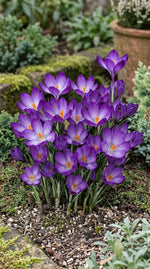 Crocus 'Ruby Giant' (tommasinianus) - Harding & Bloom
