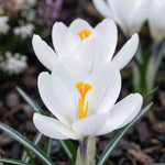 Crocus 'Jeanne d'Arc' - Harding & Bloom